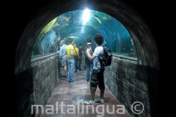 studenți in an aquarium tunnel